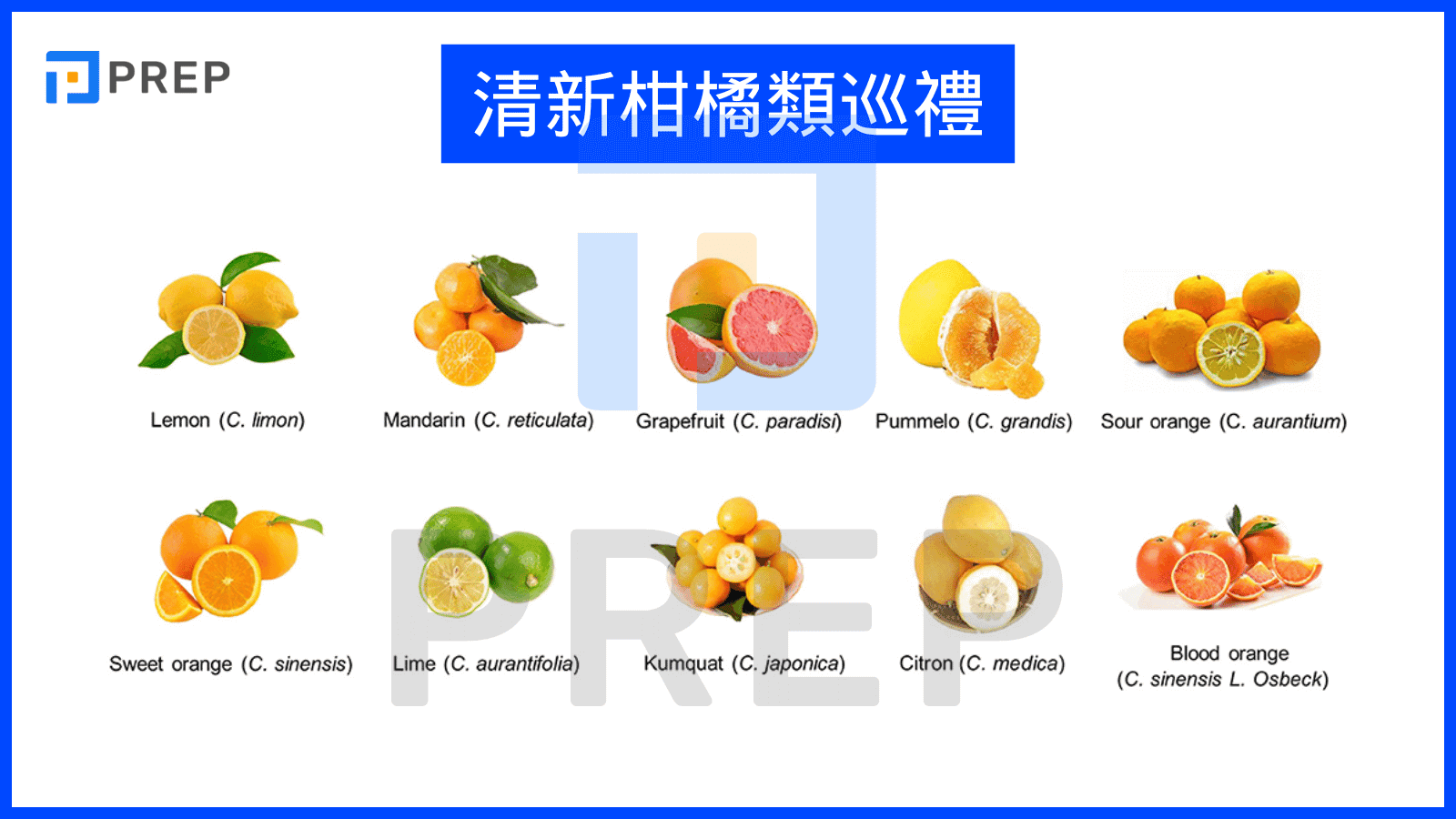 3-citrus-fruit -vocabulary-in-english.png
