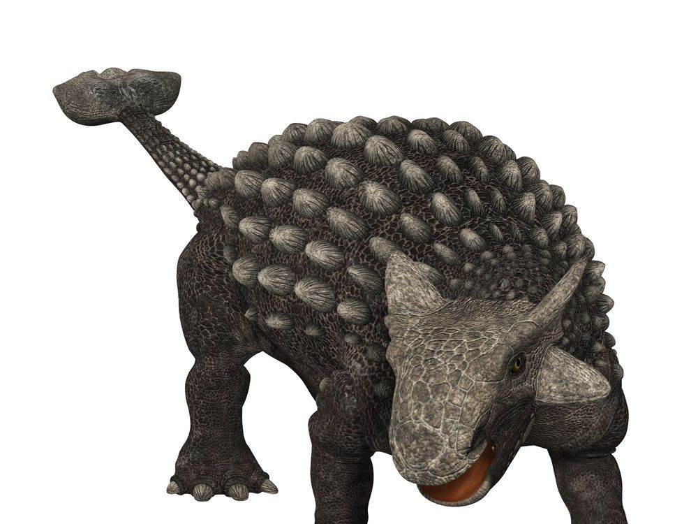 Ankylosaurus-2.jpg