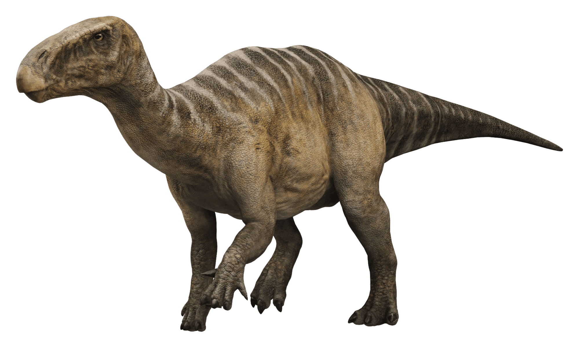 Apatosaurus.png