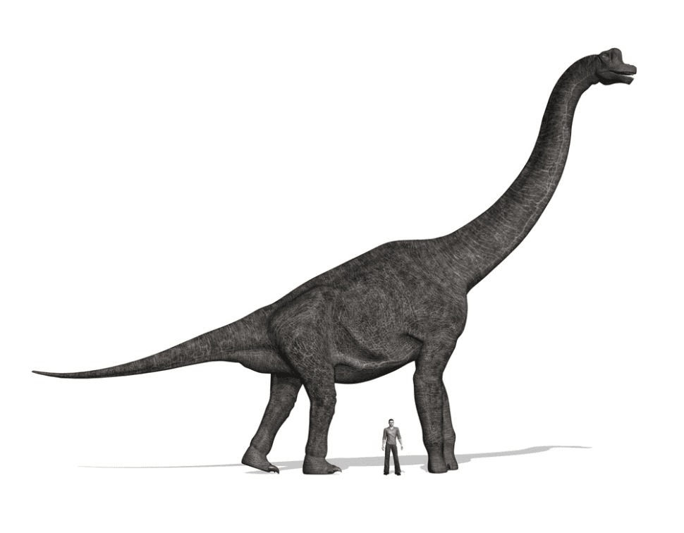 Microraptor.png