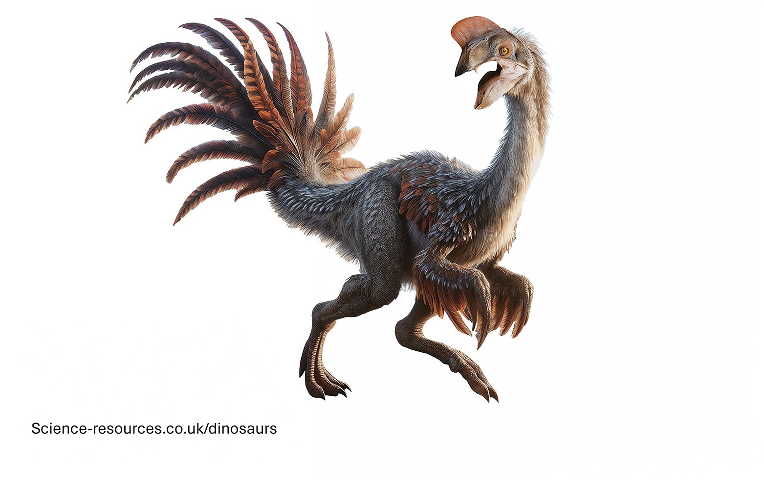 Oviraptor.jpg