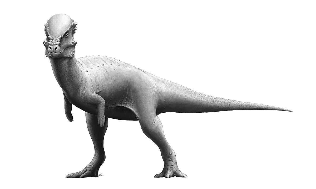 Pachycephalosaurus_Reconstruction.jpg