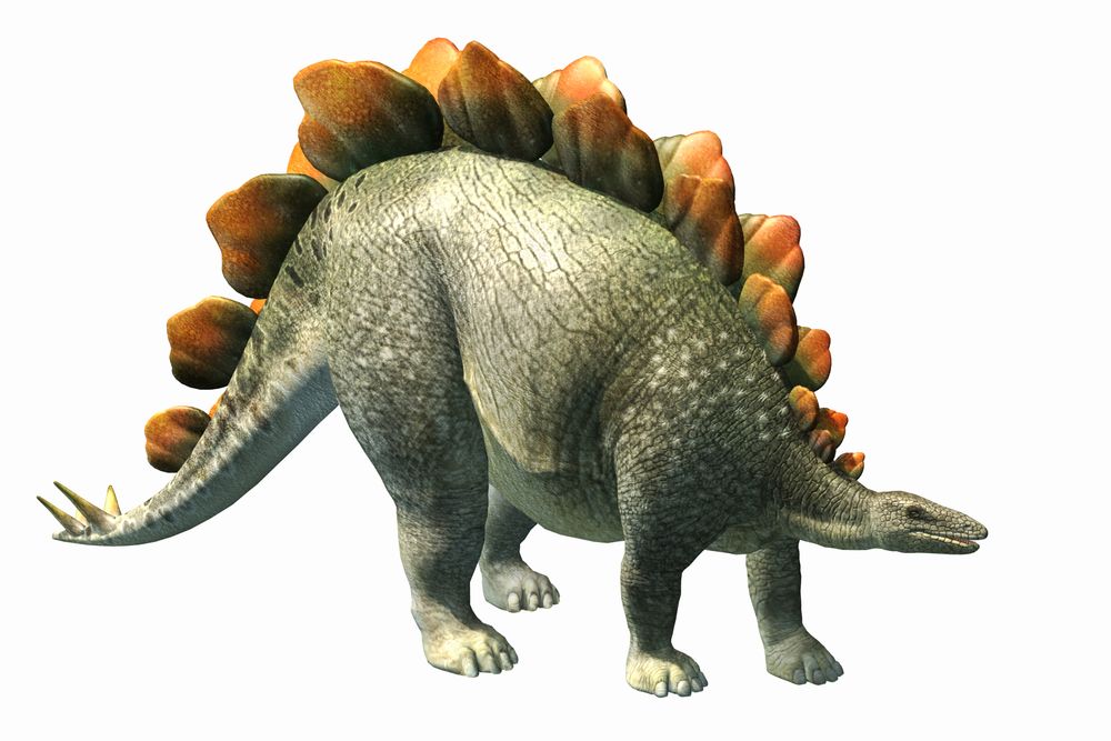 Stegosaurus-1.jpg