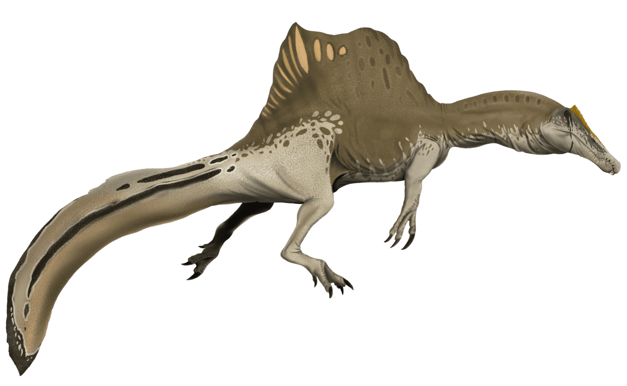 Suchomimus.png