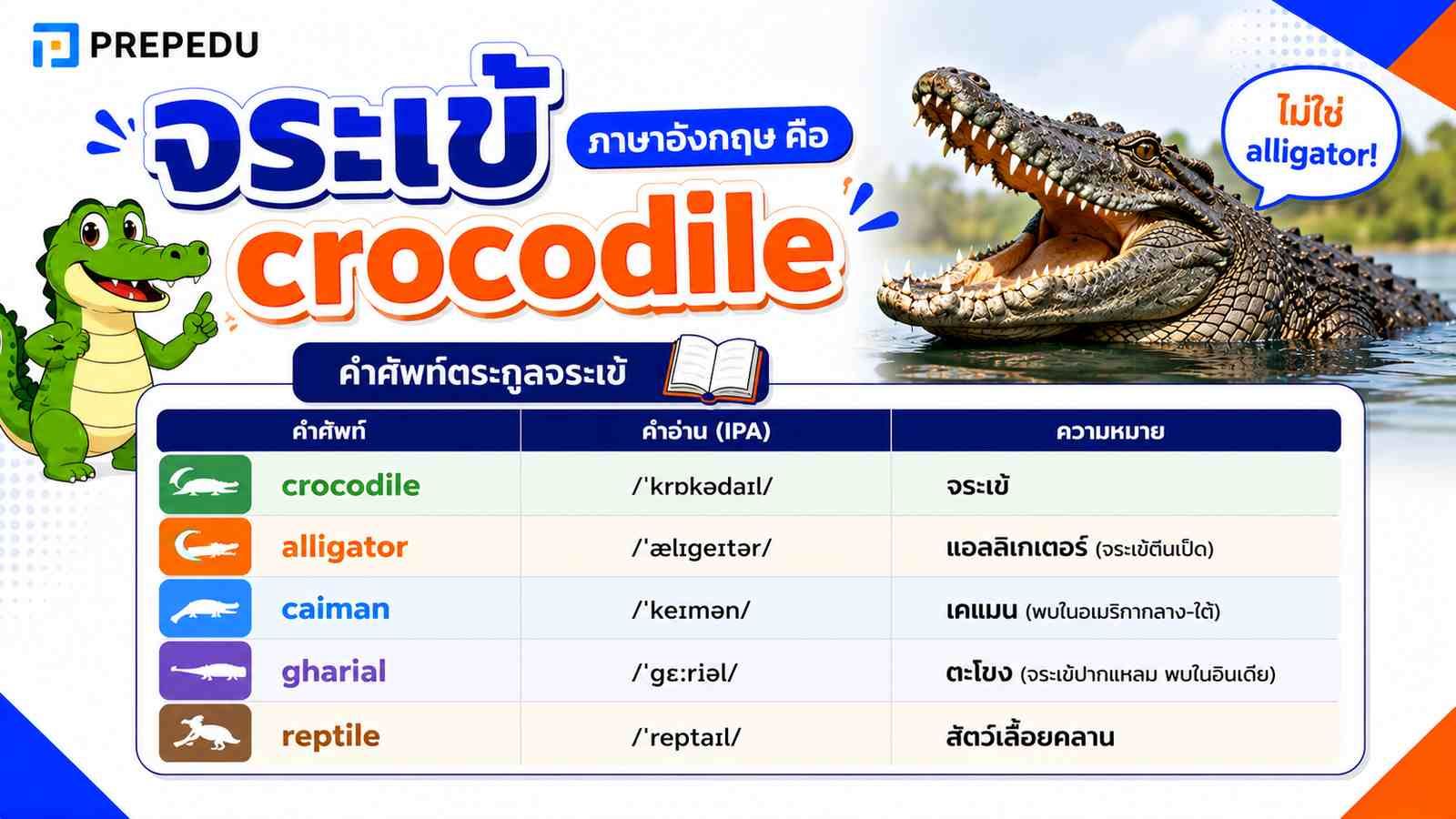 จระเข้ ภาษาอังกฤษ คือคำว่าอะไร?