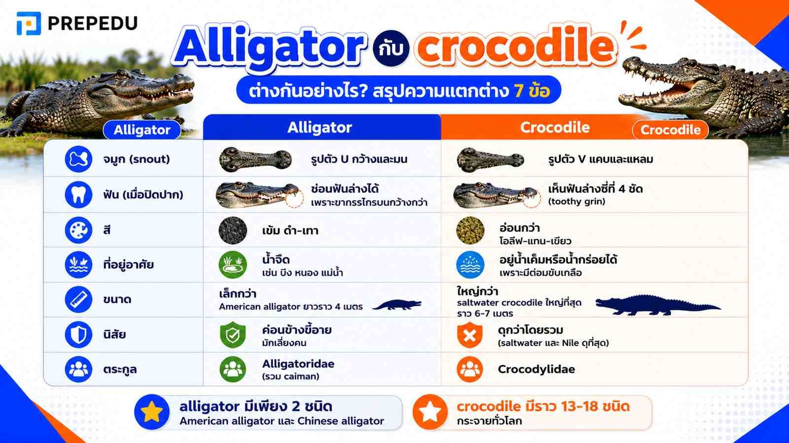 Alligator กับ crocodile ต่างกันอย่างไร?