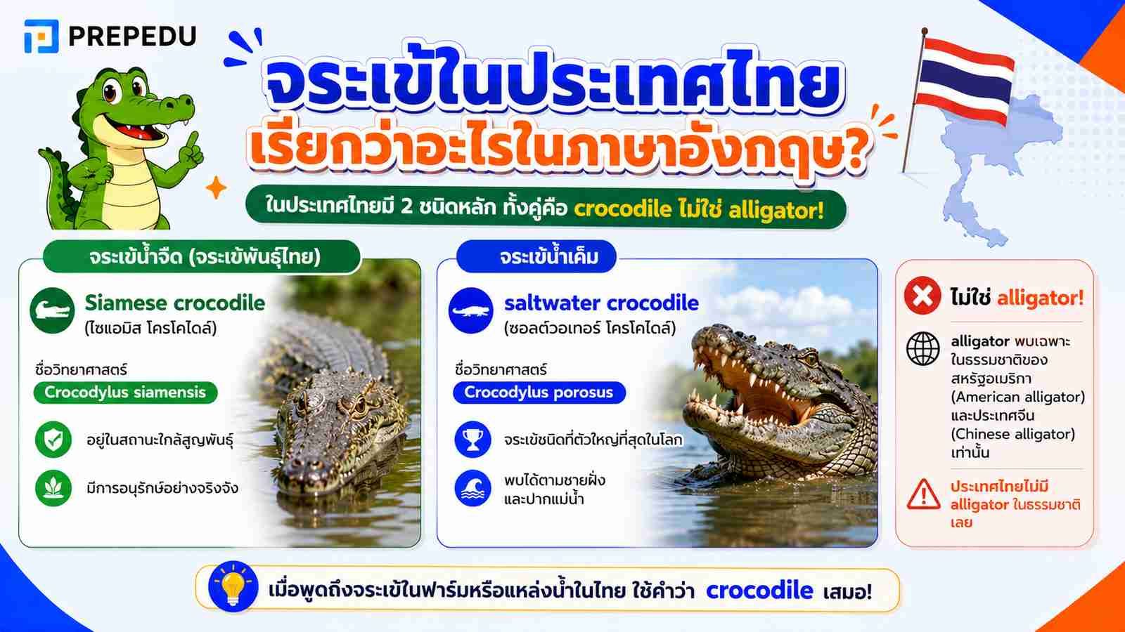 จระเข้ในประเทศไทยเรียกว่าอะไรในภาษาอังกฤษ?