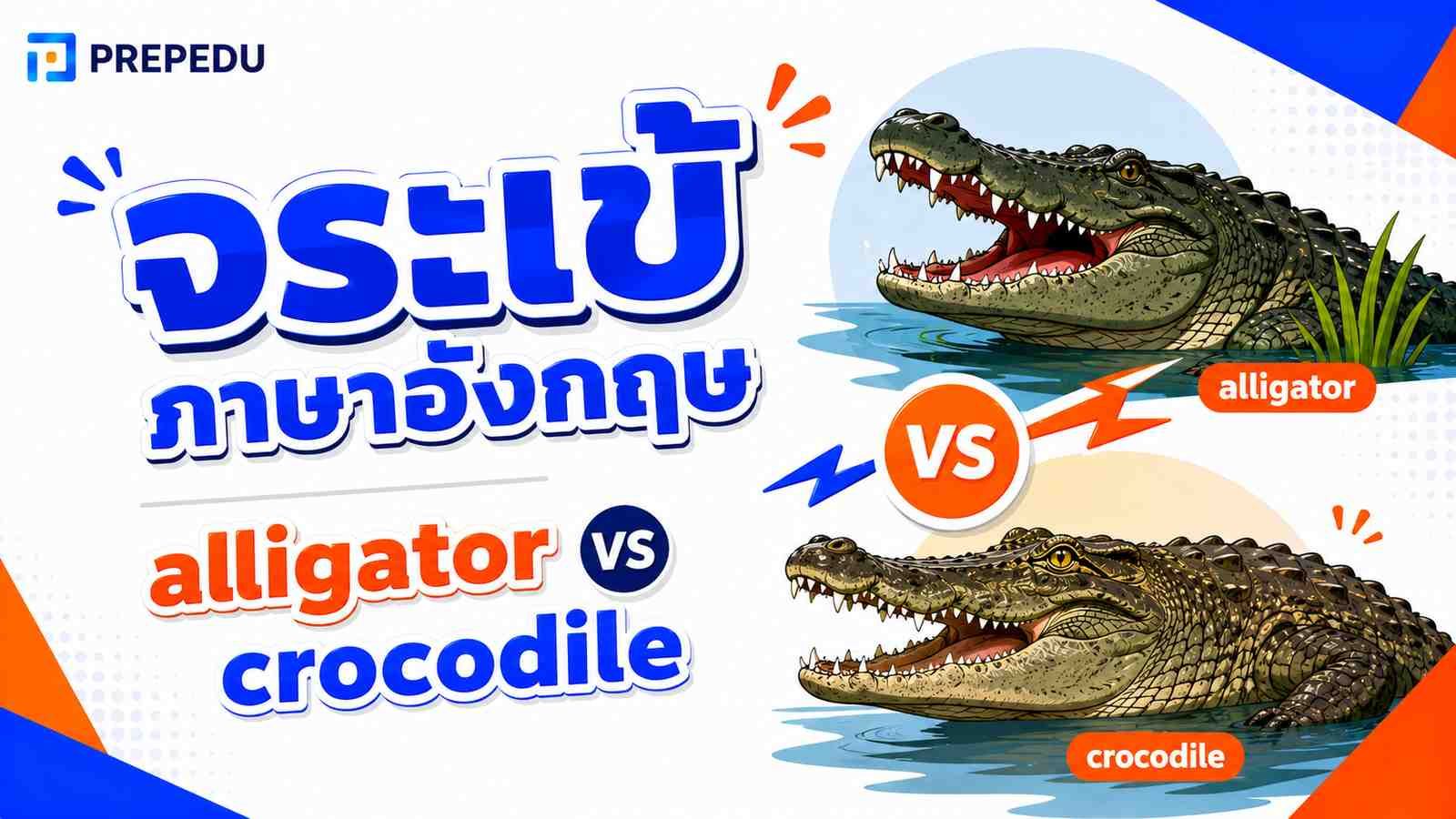 จระเข้ ภาษาอังกฤษ & alligator vs crocodile ต่างกันไหม