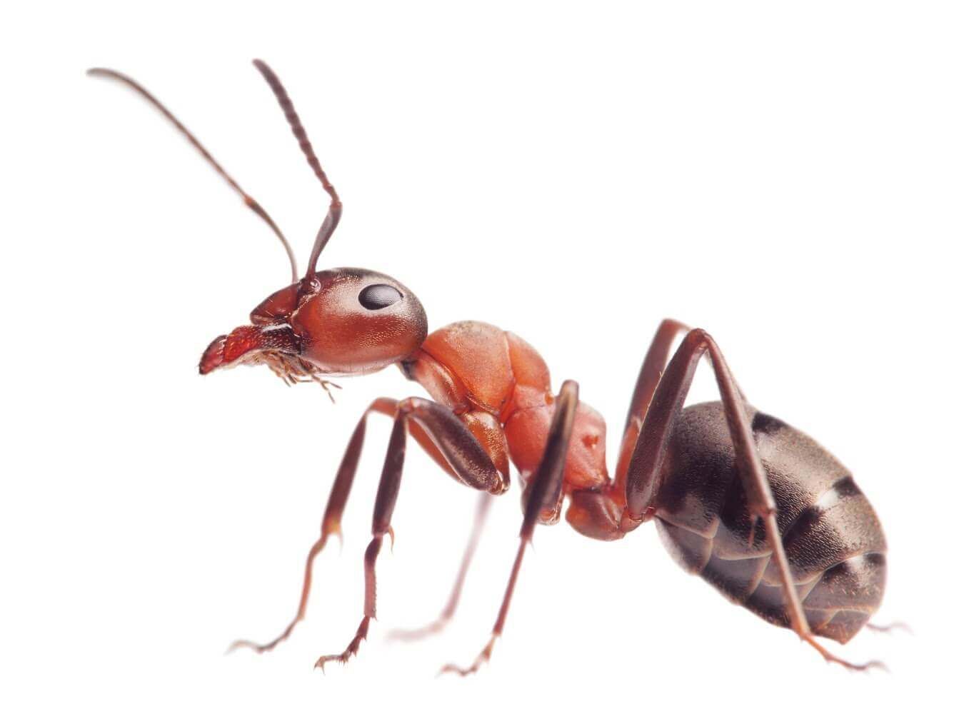 English animal names starting with the letter a - Ant