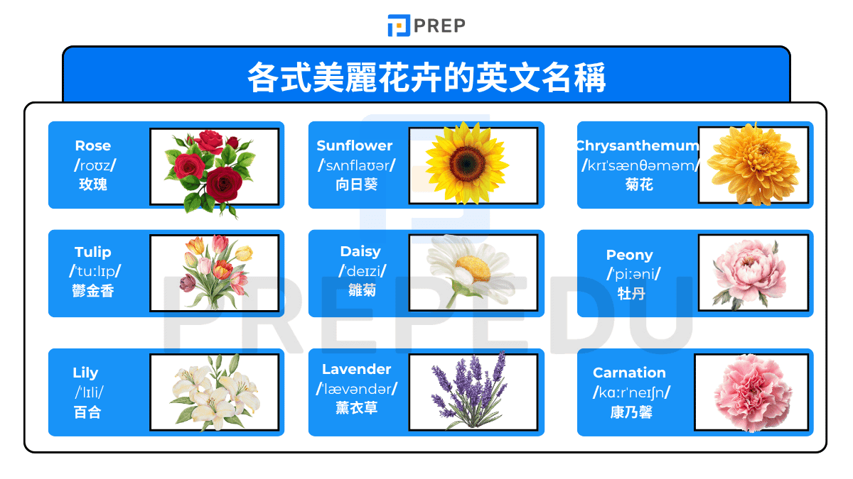 各式美麗花卉的英文名稱