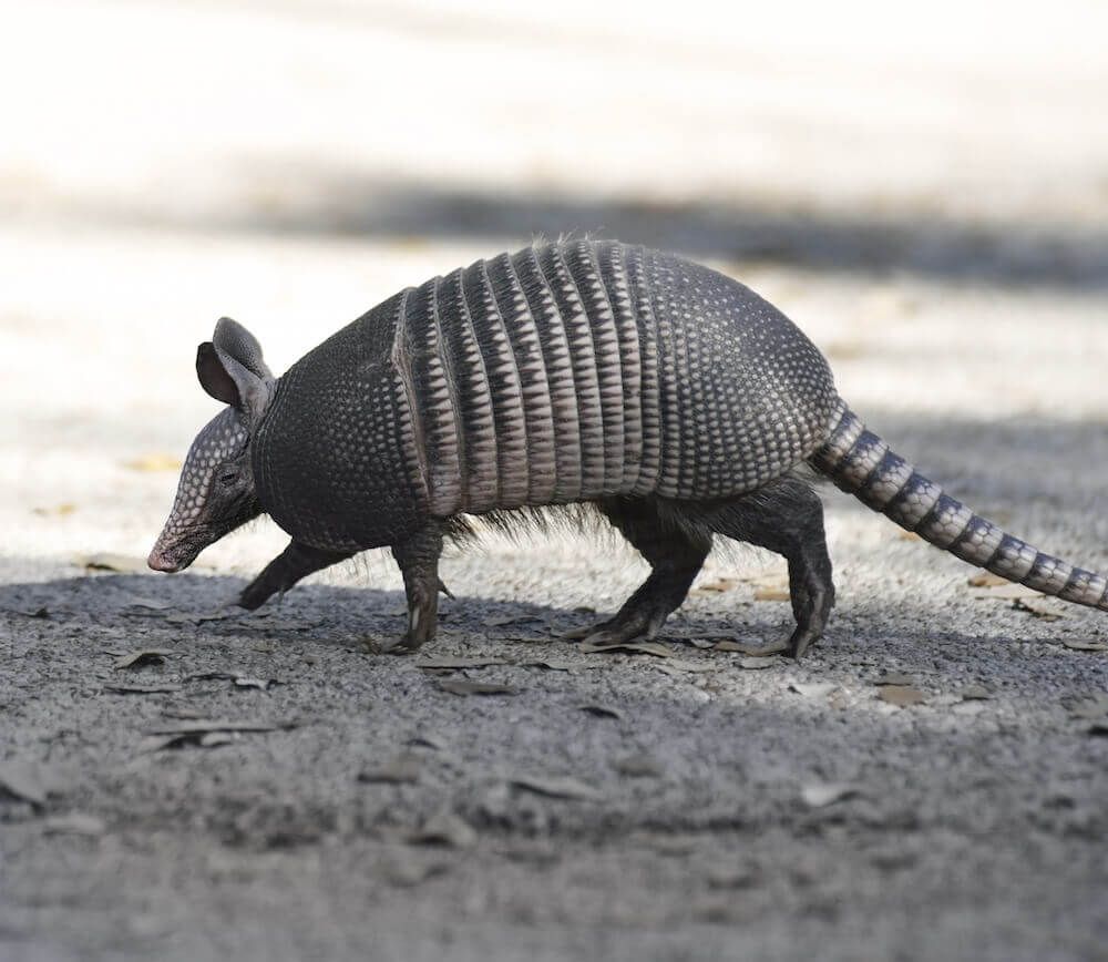 English animal names starting with the letter a - Armadillo