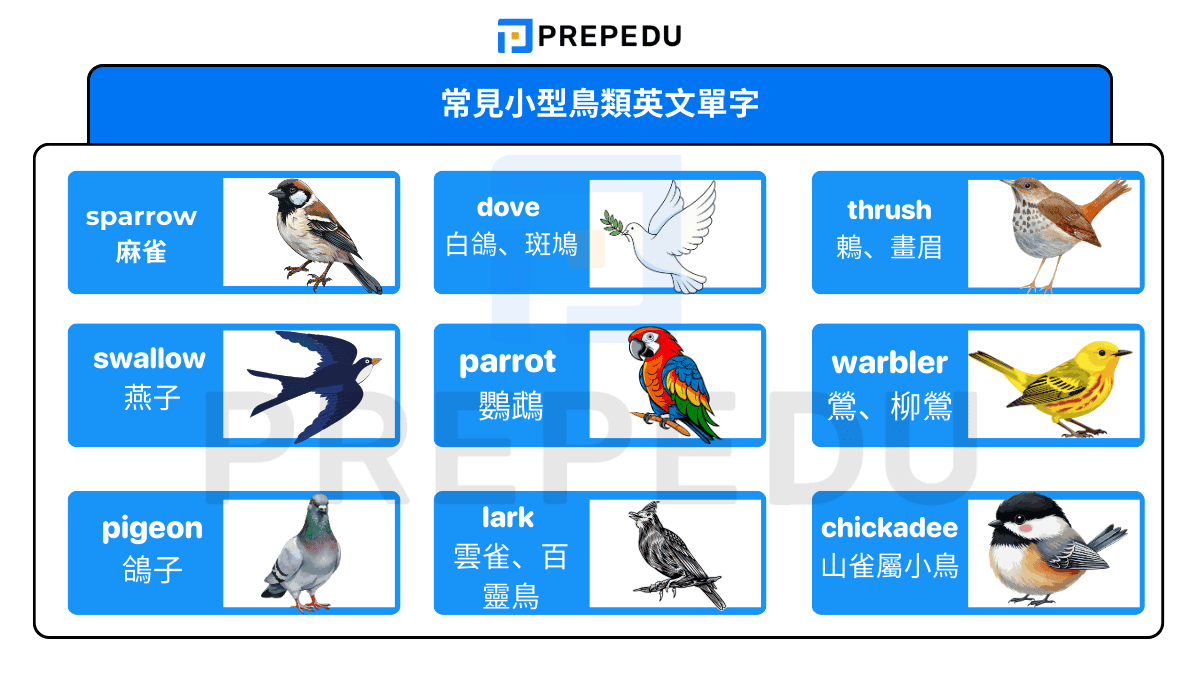 常見小型鳥類英文單字