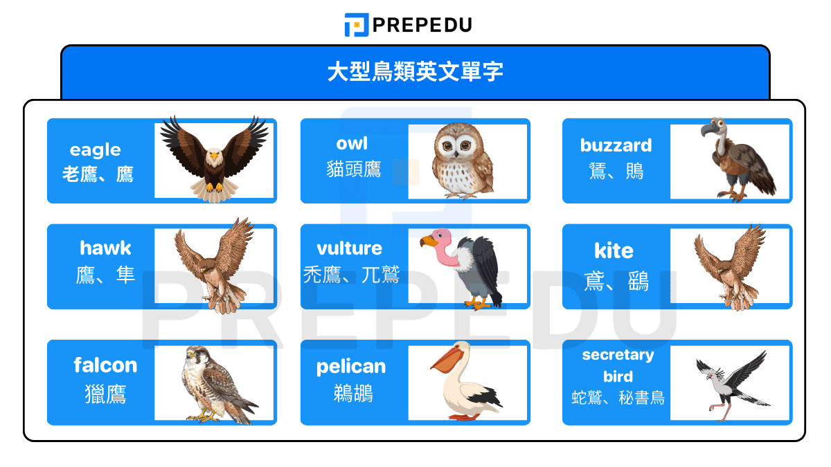 大型鳥類英文單字