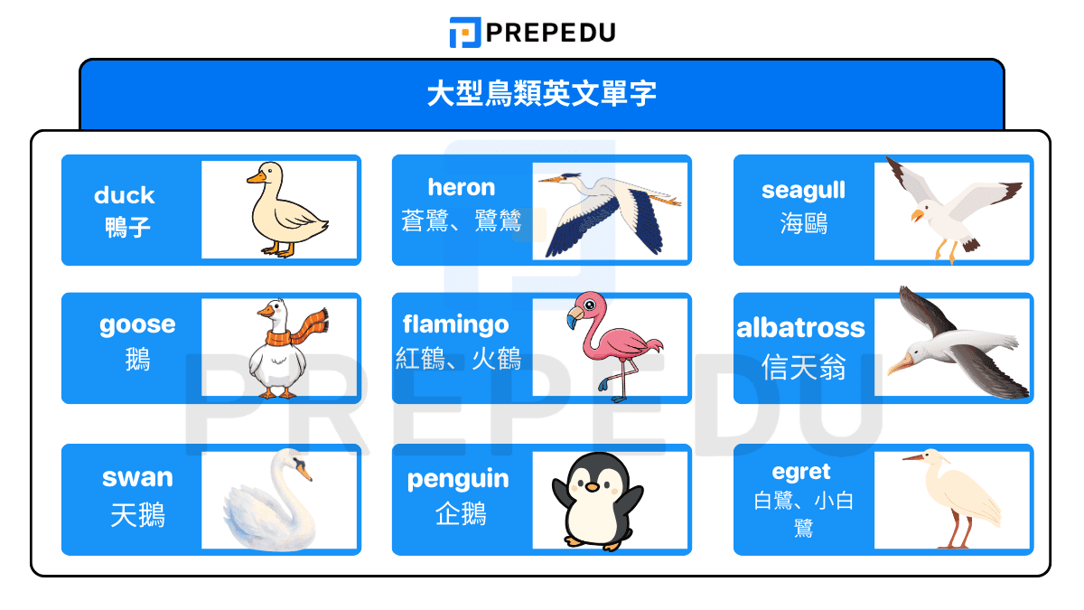 大型鳥類英文單字