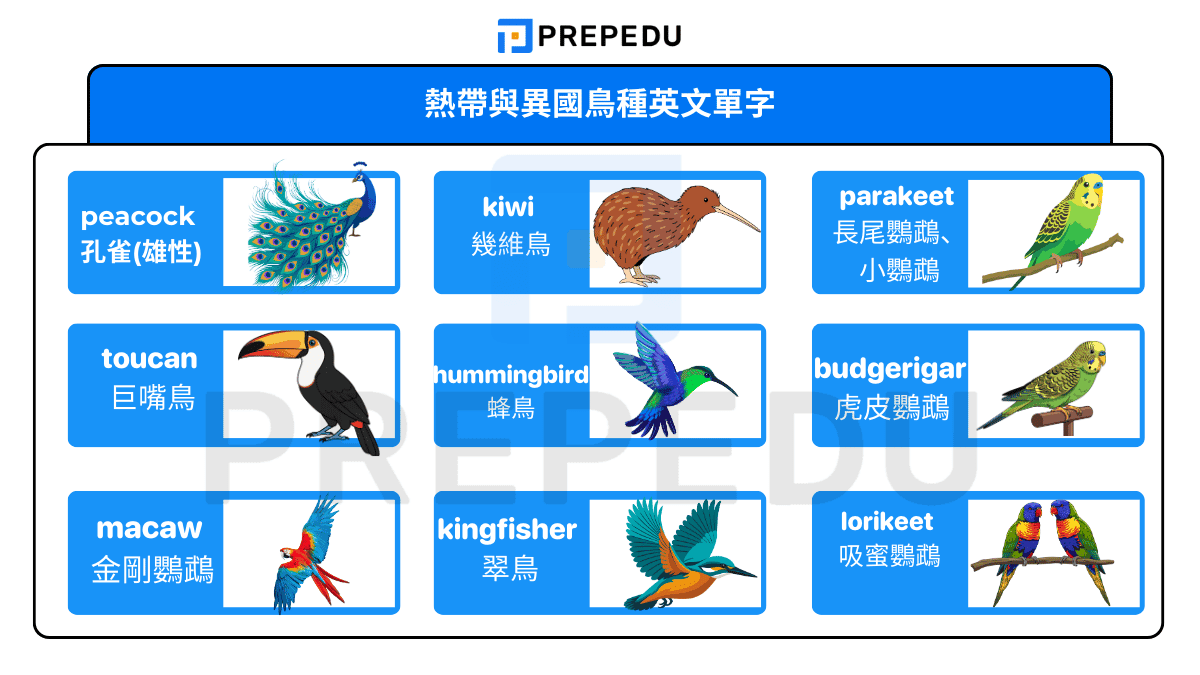 熱帶與異國鳥種英文