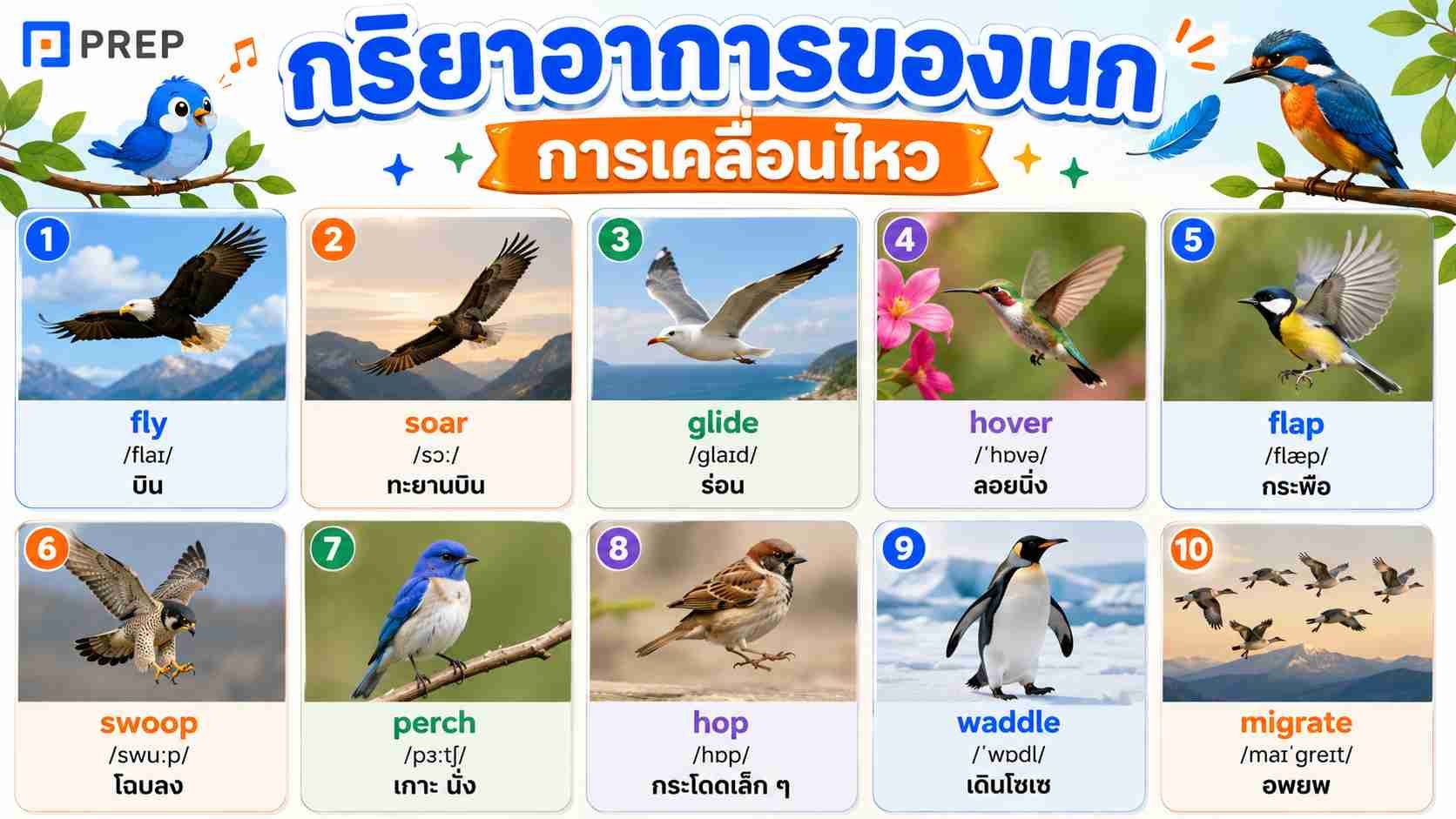 รวมคำศัพท์การเคลื่อนไหวของนก พร้อมคำอ่านและคำแปล