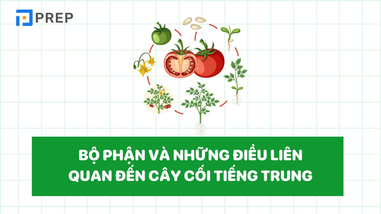 bo-phan-cac-loai-cay-trong-tieng-trung.jpg