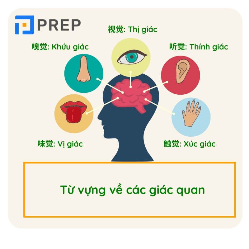 Từ vựng bộ phận cơ thể con người bằng tiếng Trung về các giác quan