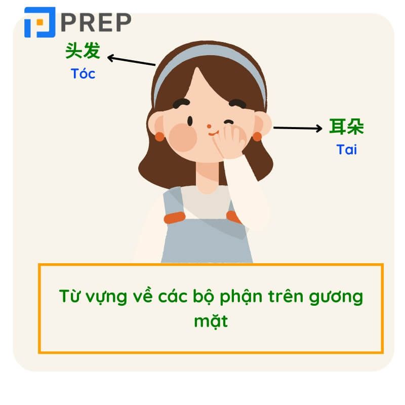 Các bộ phận cơ thể người bằng tiếng Trung - trên gương mặt