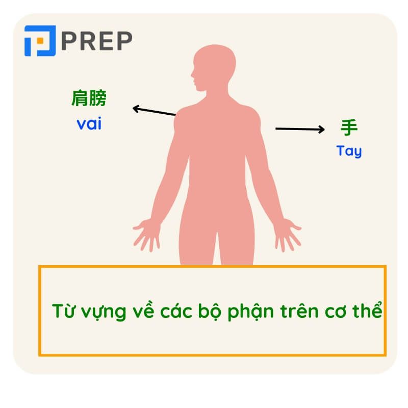 Từ vựng tiếng Trung cơ thể người - bộ phận trên cơ thể