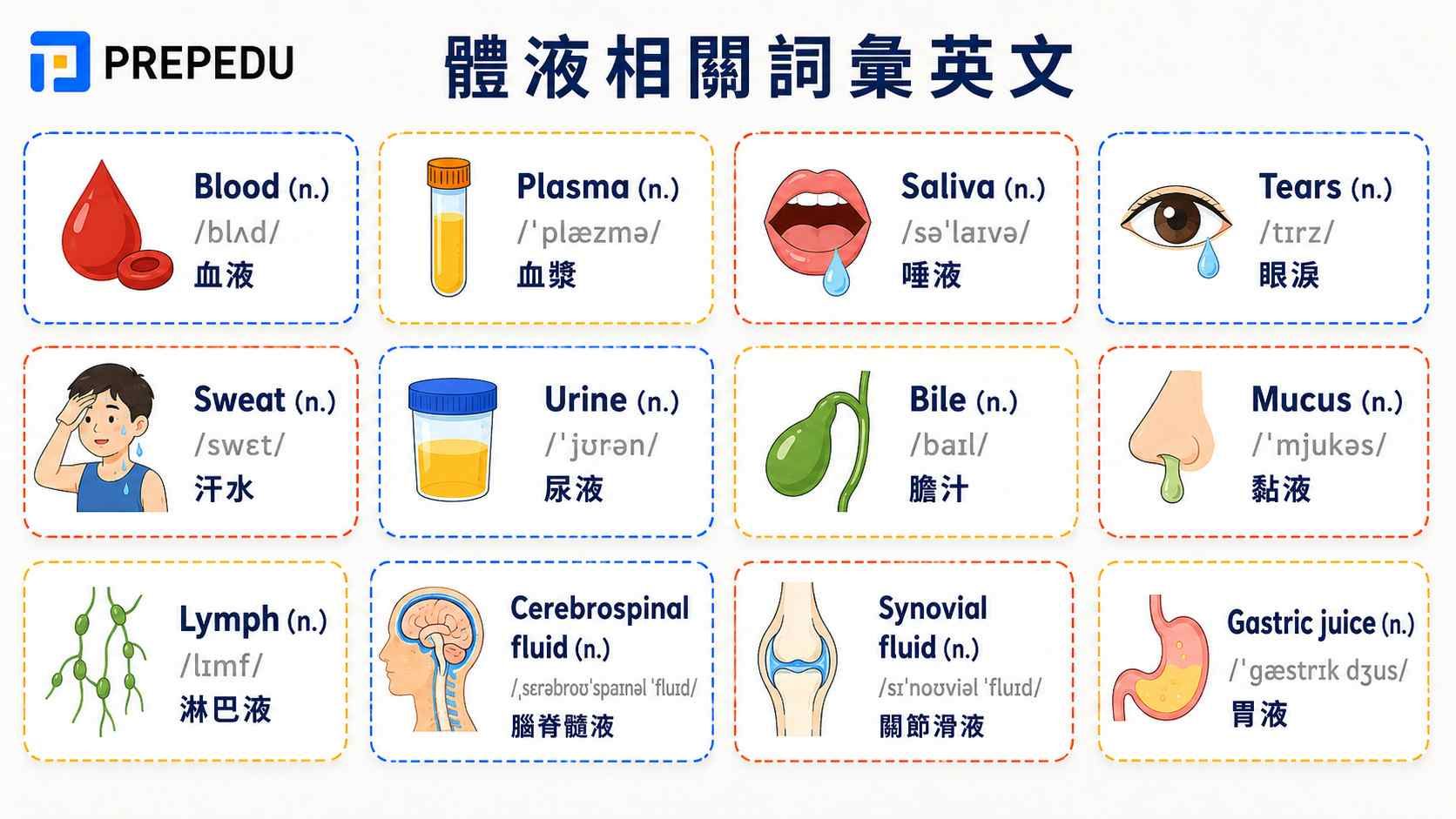 body-fluids-vocabulary-in-english.jpg