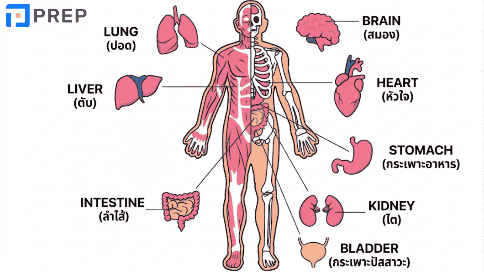 body-parts-english-vocabulary-3.png