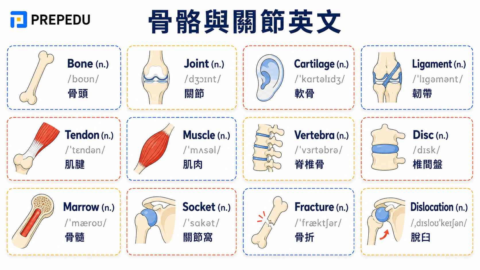 bones-and-joints-in-english.jpg