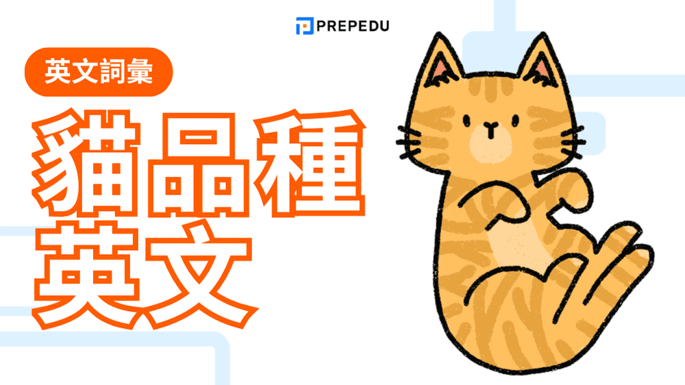 貓英文大全