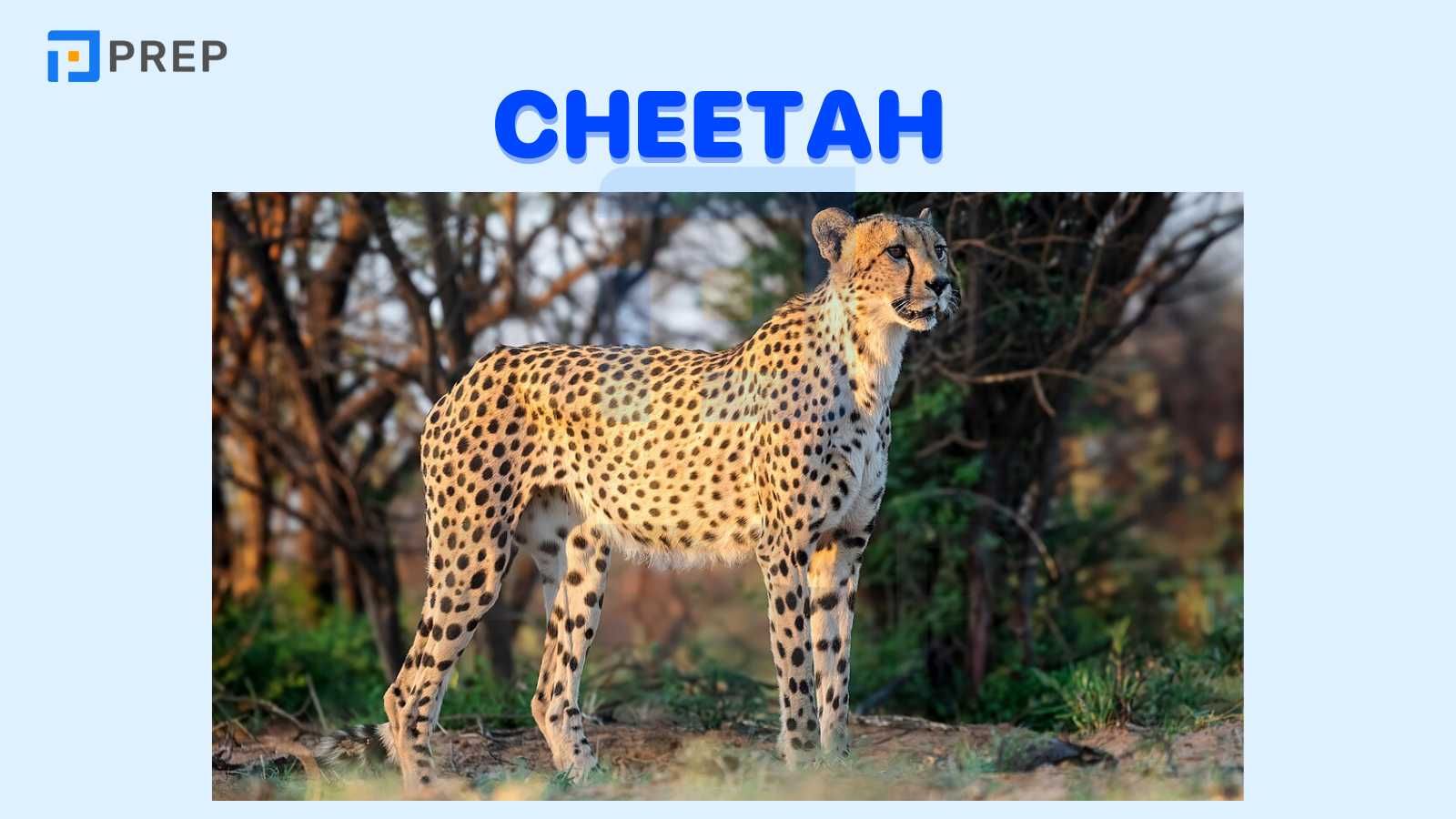 Cheetah là gì?