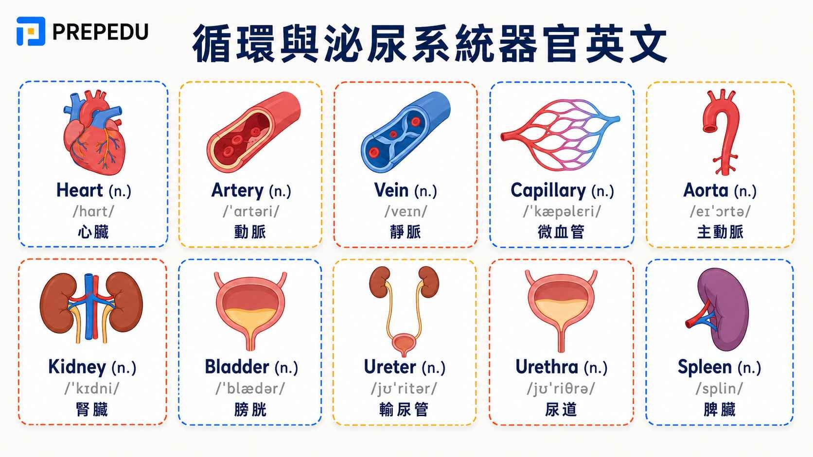 circulatory-and-urinary-system-organs-in-english.jpg