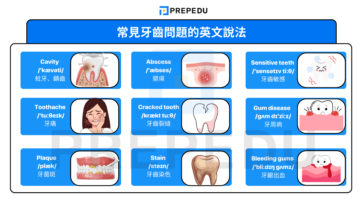 常見牙齒問題的英文說法