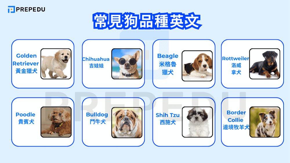 常見狗品種英文