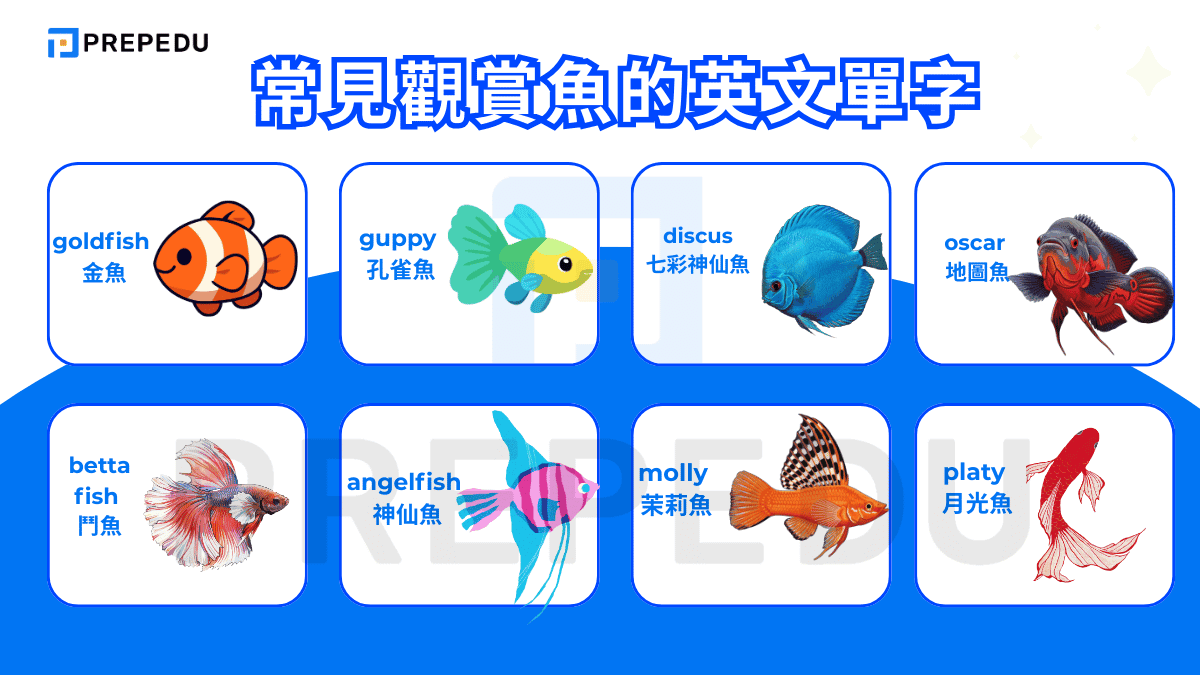 常見觀賞魚的英文單字