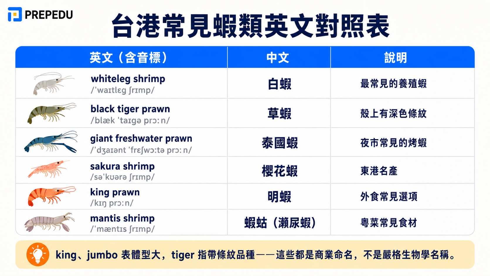 common-shrimp-types-english-chinese-reference-chart.jpg