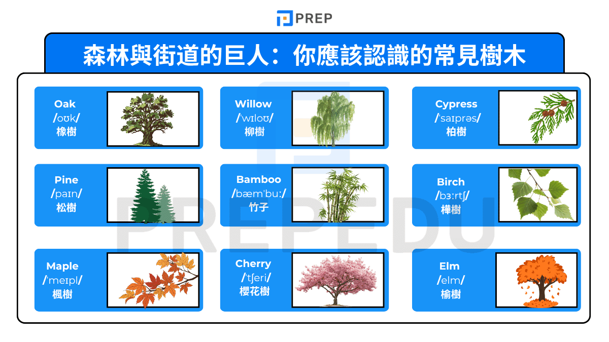 森林與街道的巨人：你應該認識的常見樹木