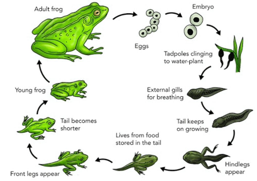 Dạng bài Natural Process IELTS Writing Task 1