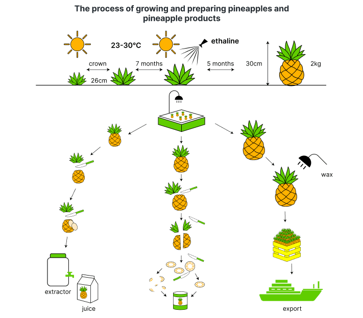 Đề bài IELTS Writing Task 1 Pineapple Process