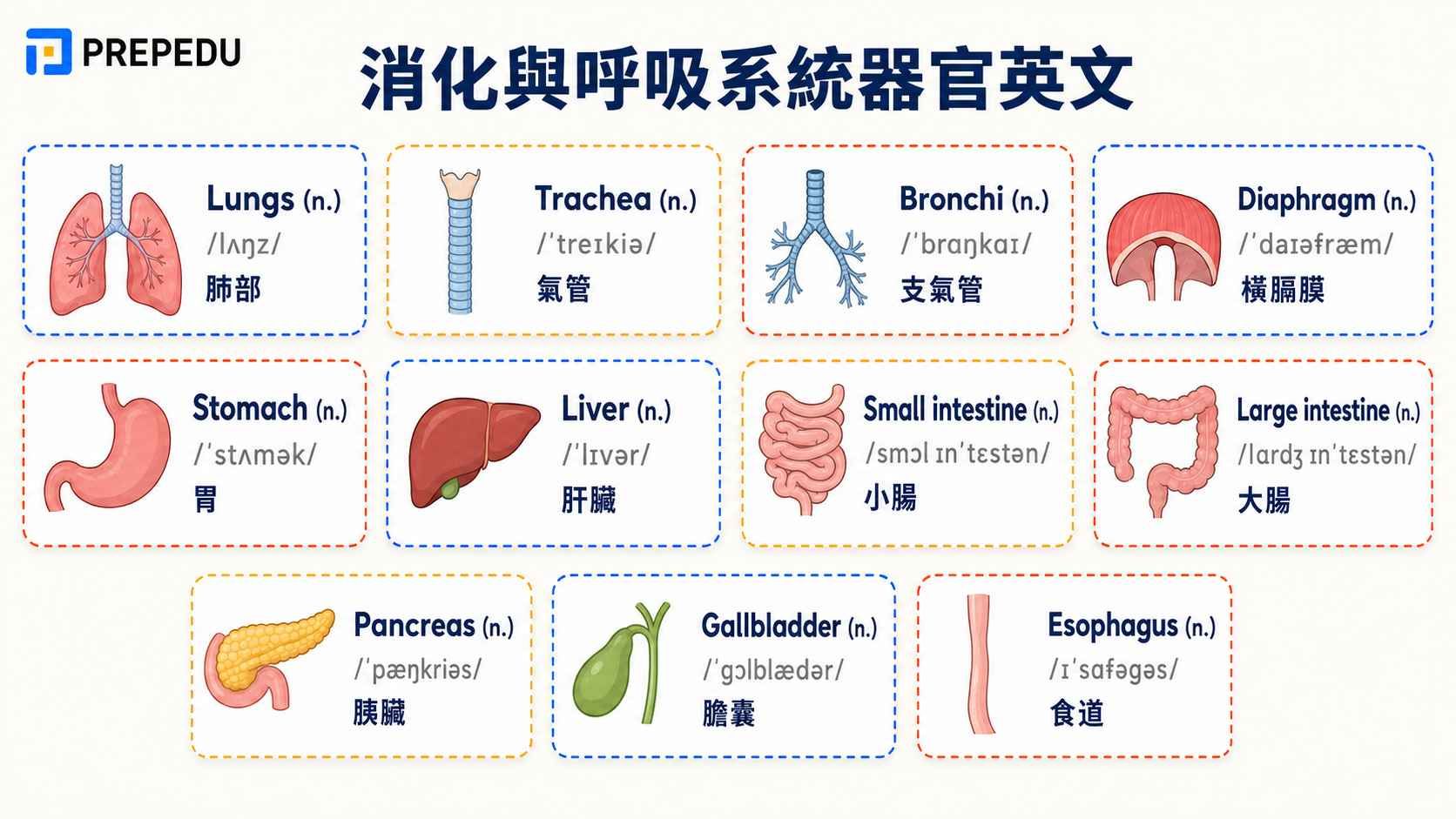 digestive-and-respiratory-system-organs-in-english.jpg