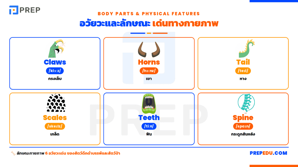 อวัยวะและลักษณะเด่นทางกายภาพ