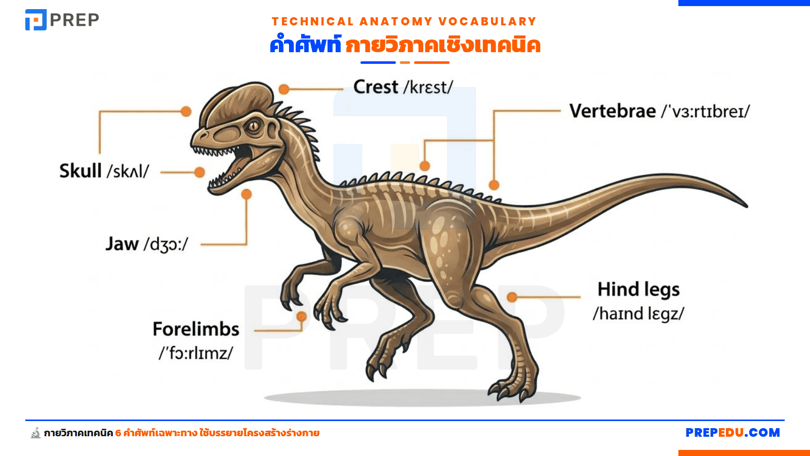 คำศัพท์กายวิภาคเชิงเทคนิค