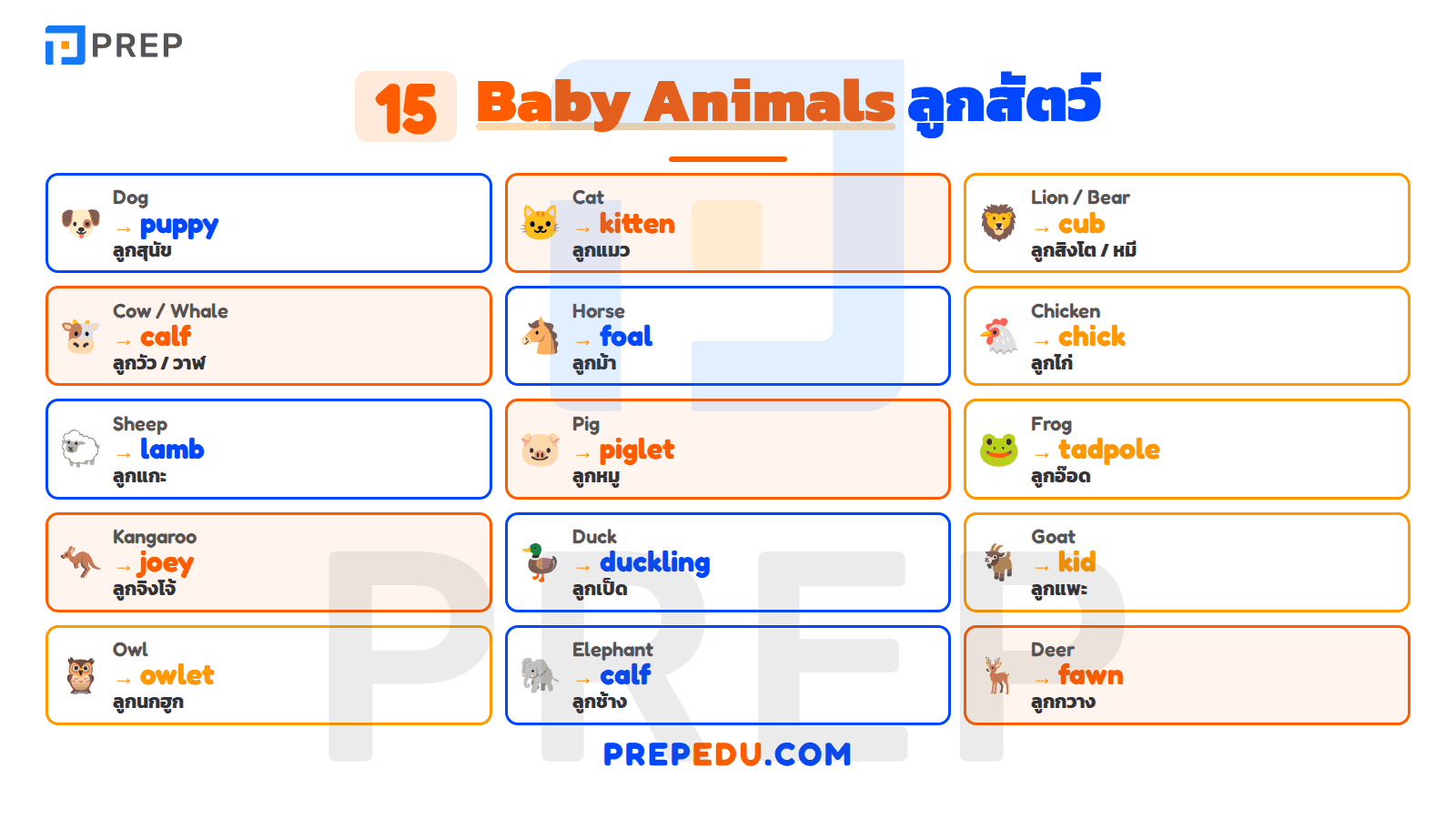 Baby Animals