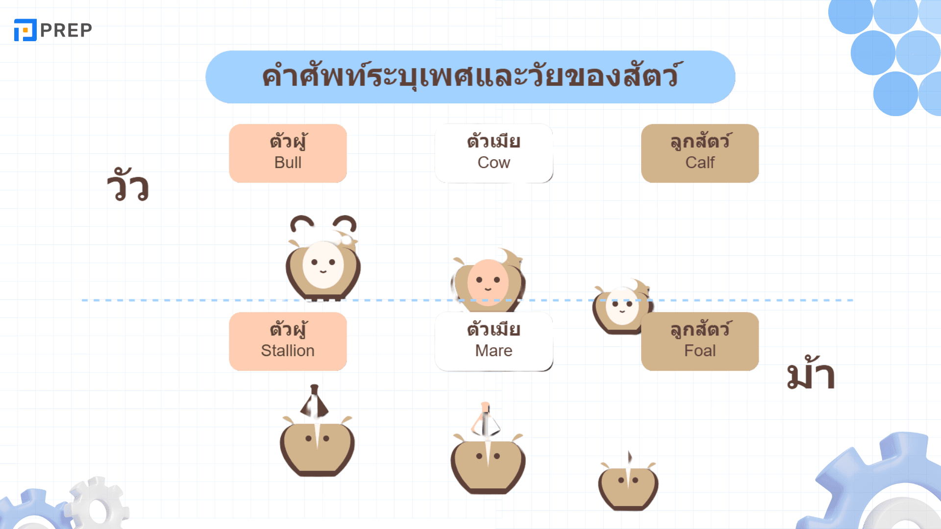คำศัพท์สัตว์ภาษาอังกฤษที่ใช้บ่อยในข้อสอบ IELTS