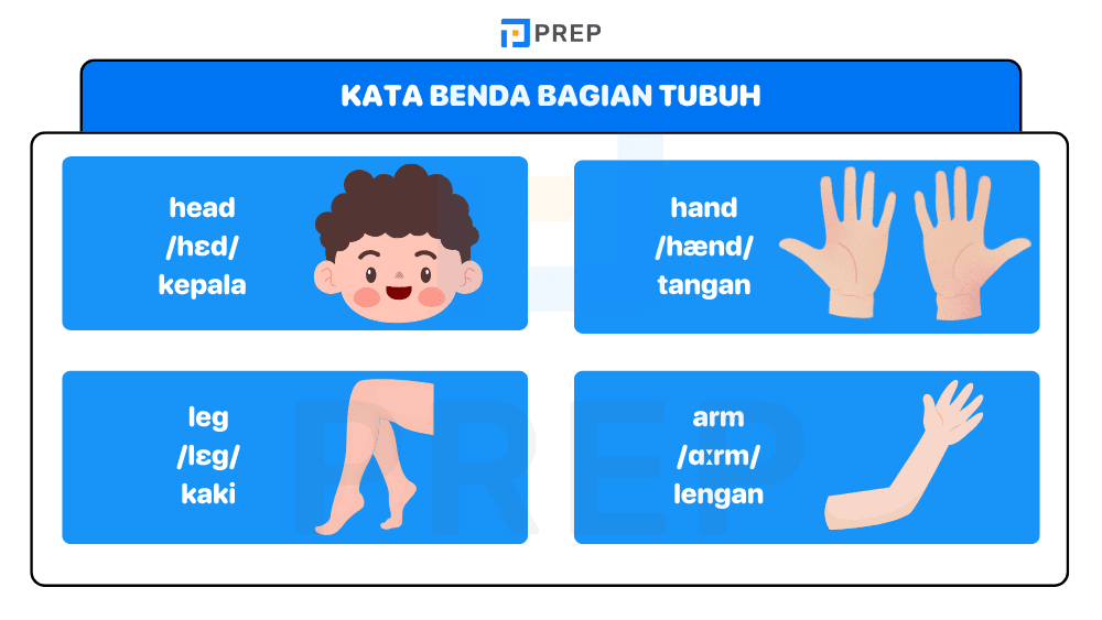 Kosa Kata Bahasa Inggris Bagian Tubuh