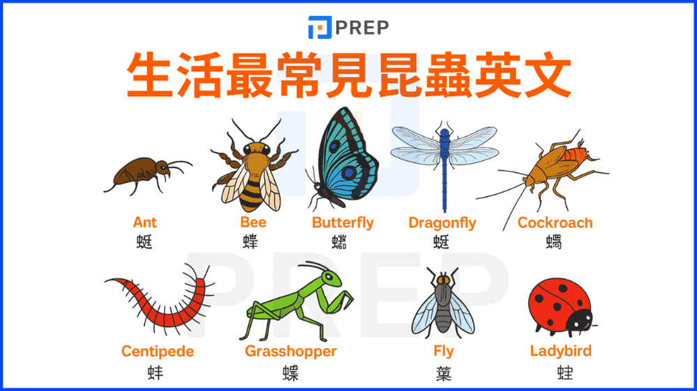 生活最常見昆蟲英文