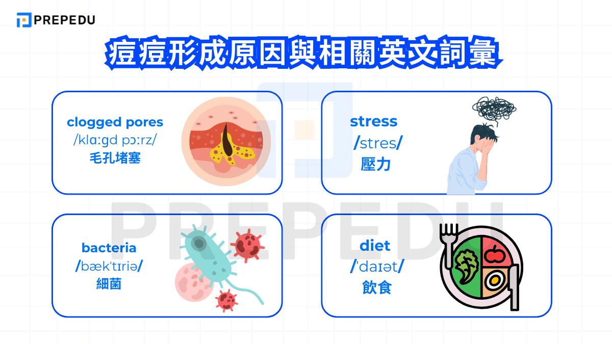 痘痘形成原因與相關英文詞彙