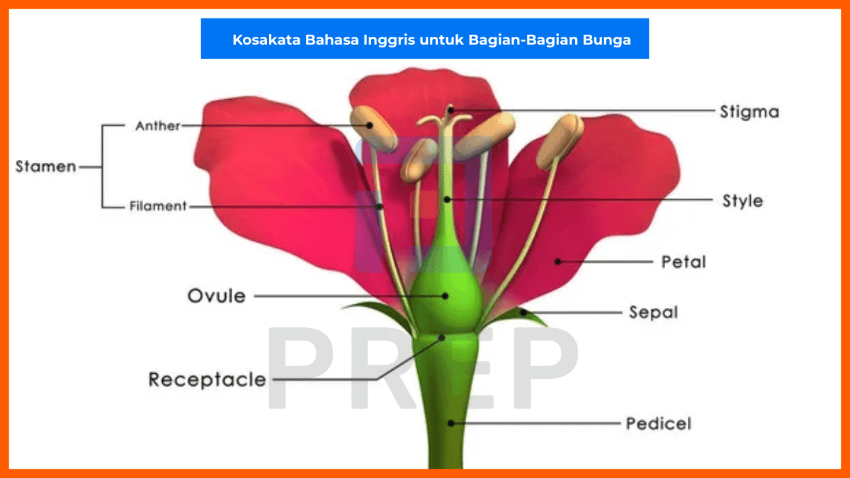 Kosakata Bahasa Inggris untuk Bagian-Bagian Bunga