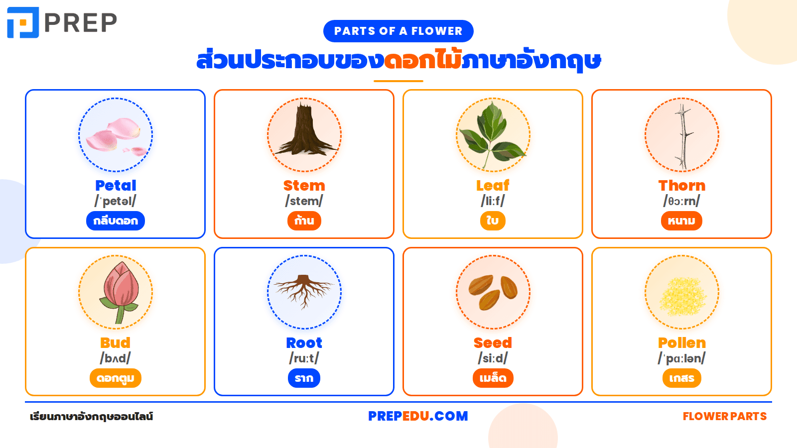 ส่วนประกอบของดอกไม้ภาษาอังกฤษ 8 คำ