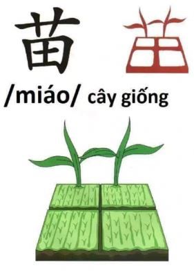 Cách viết chữ 苗