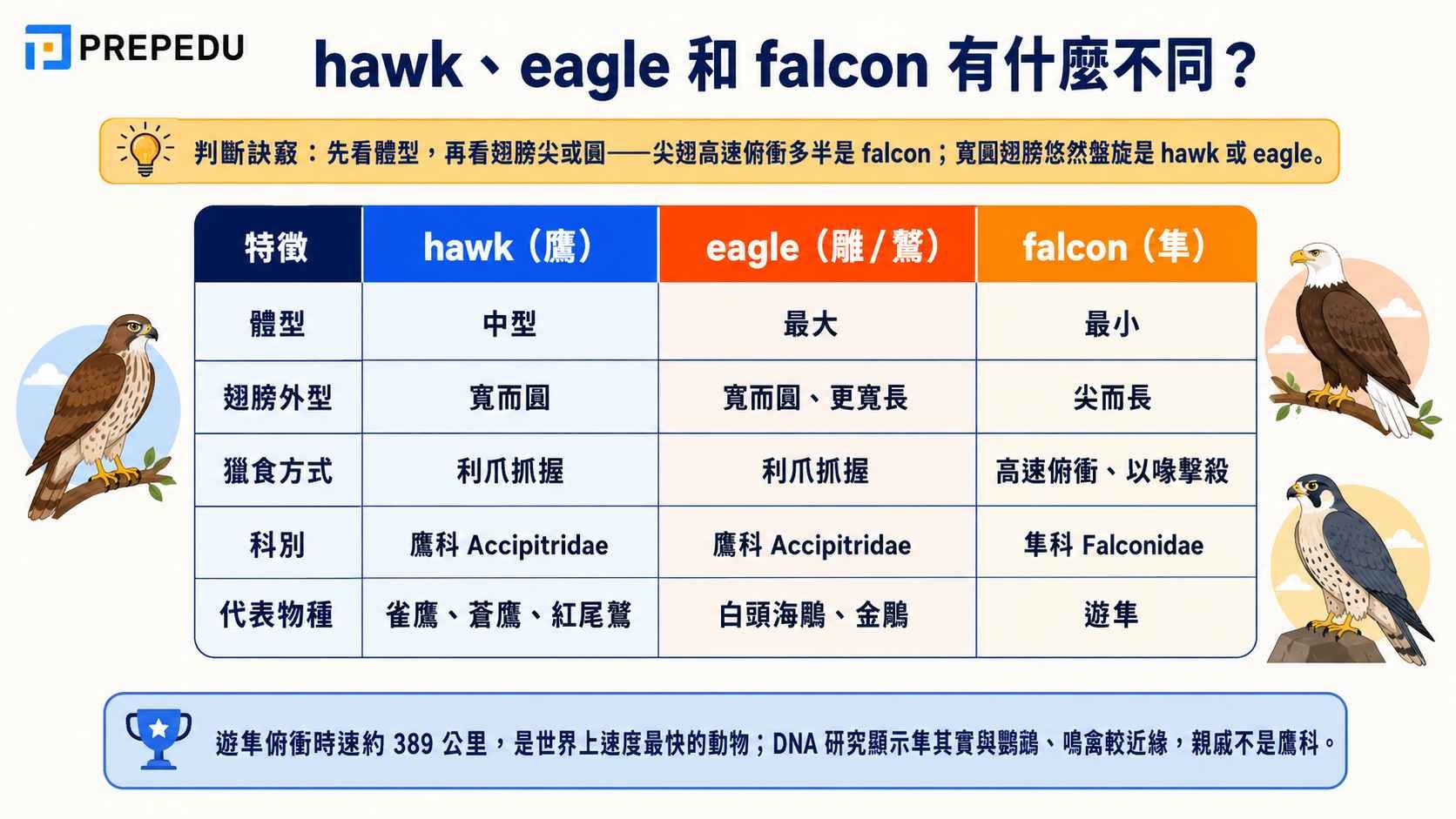 hawk-eagle-falcon-differences-comparison.jpg
