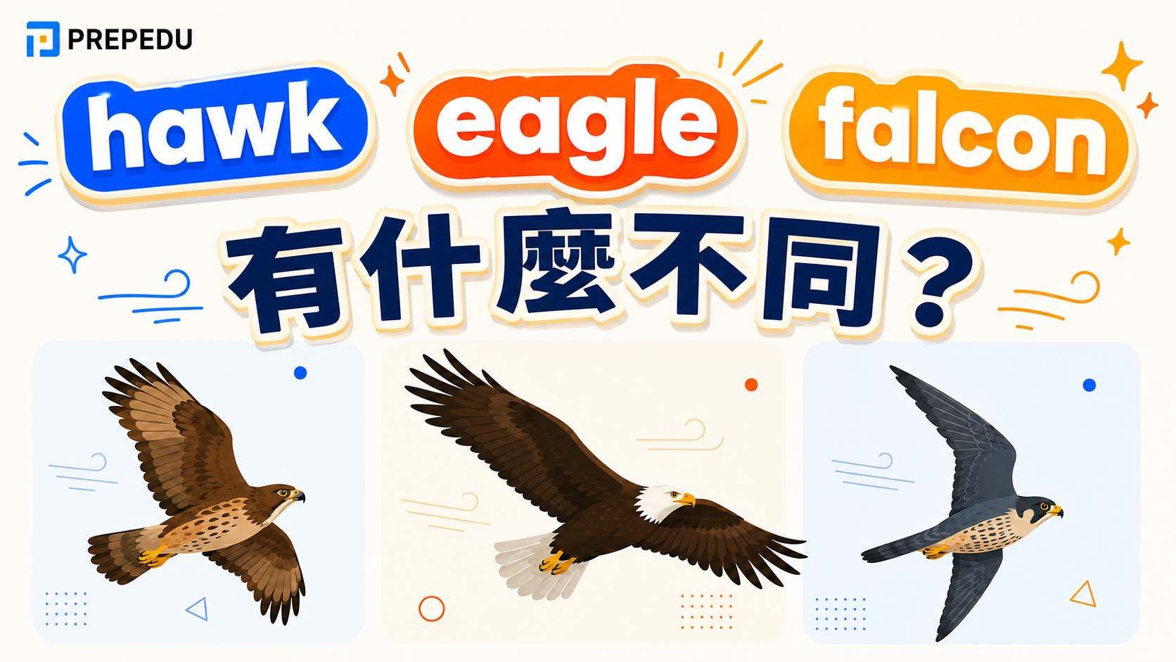 hawk-eagle-falcon-differences.jpg